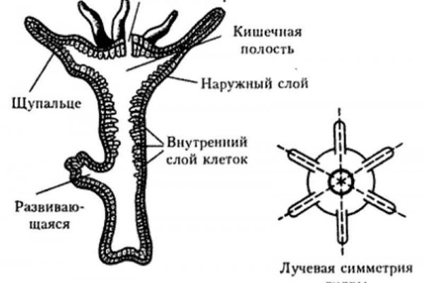 Кракен ссылка