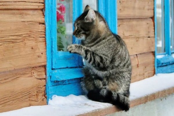 Актуальный домен кракена