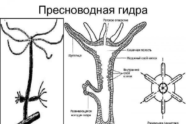 Браузер кракен vtor run