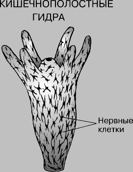 Кракен сайт ссылка